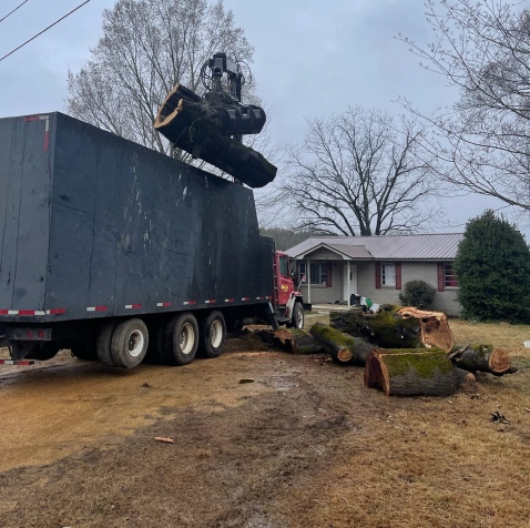 tree removal