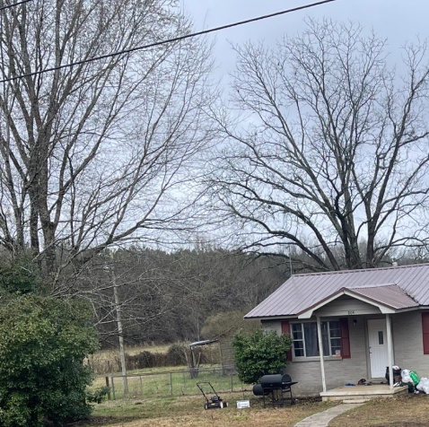 tree trimming